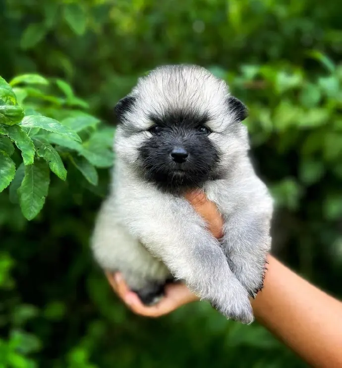 Toby Keeshond Boy Available