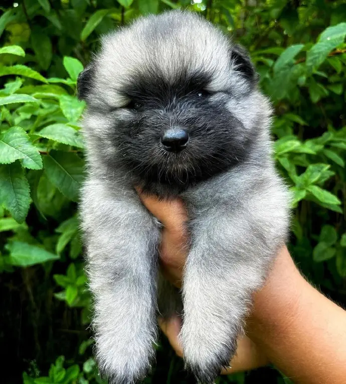 Shelia Keeshond Girl Available