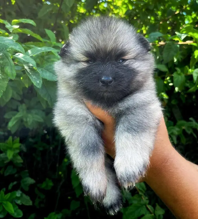 Tristan Keeshond Boy Available