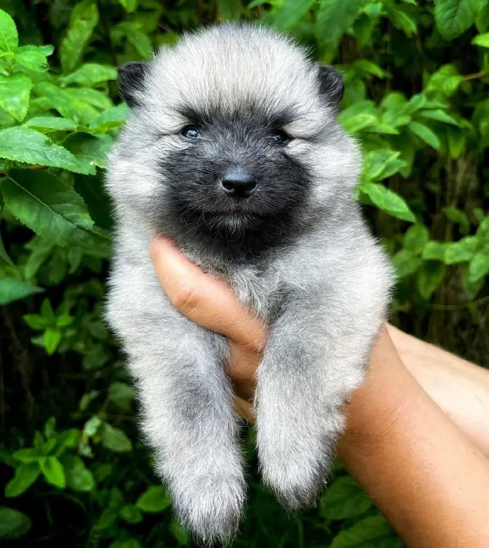 Keeshond puppy sold - Joe