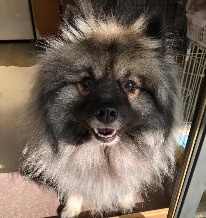 Keeshond puppy sold