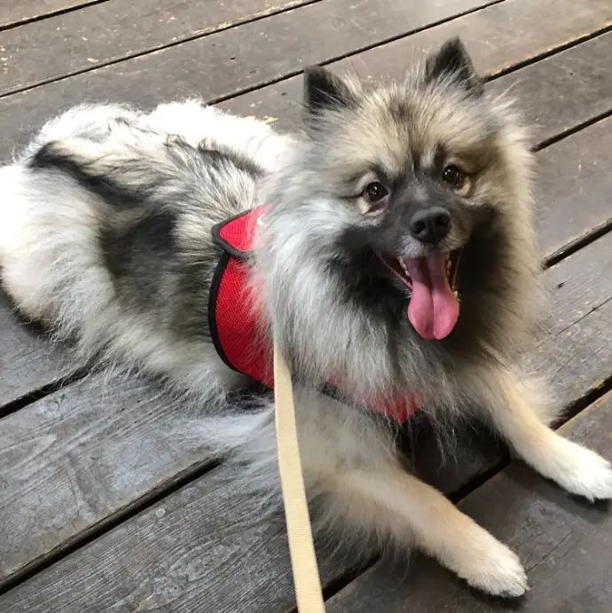Keeshond puppy sold