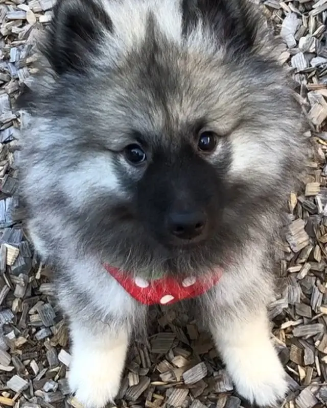 Keeshond puppy sold
