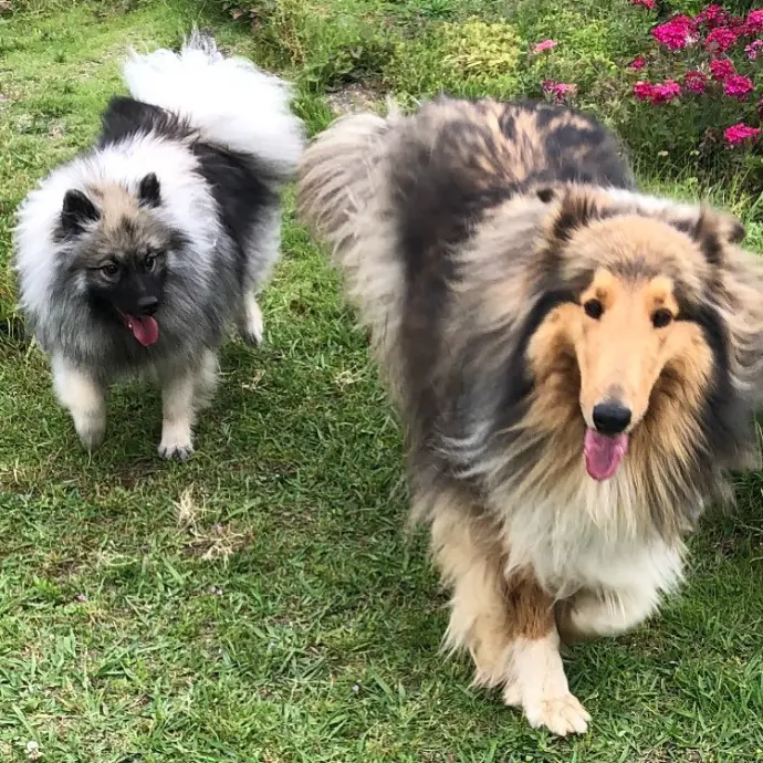 Keeshond parents